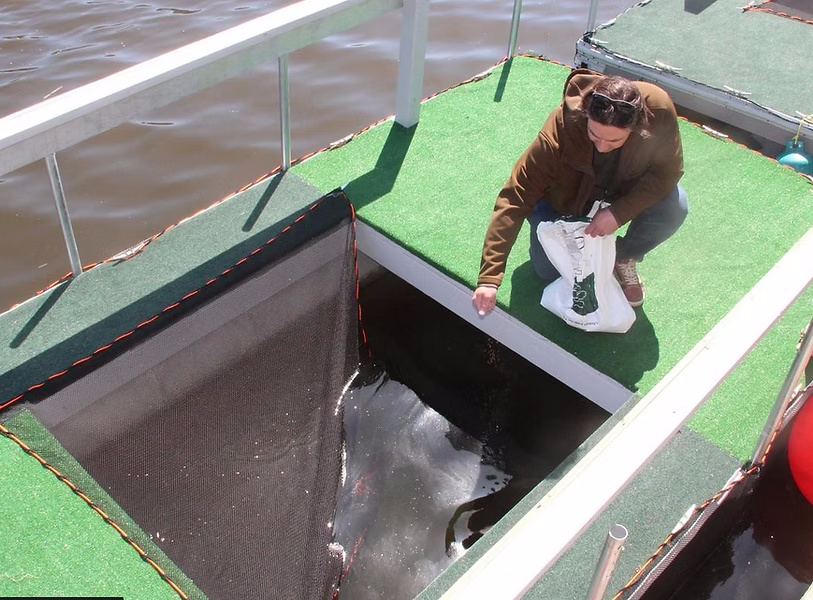 A club volunteer working at the Great Lakes Sport Fishermen net pens